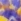Tartaruga Amarelo e Azul 8174